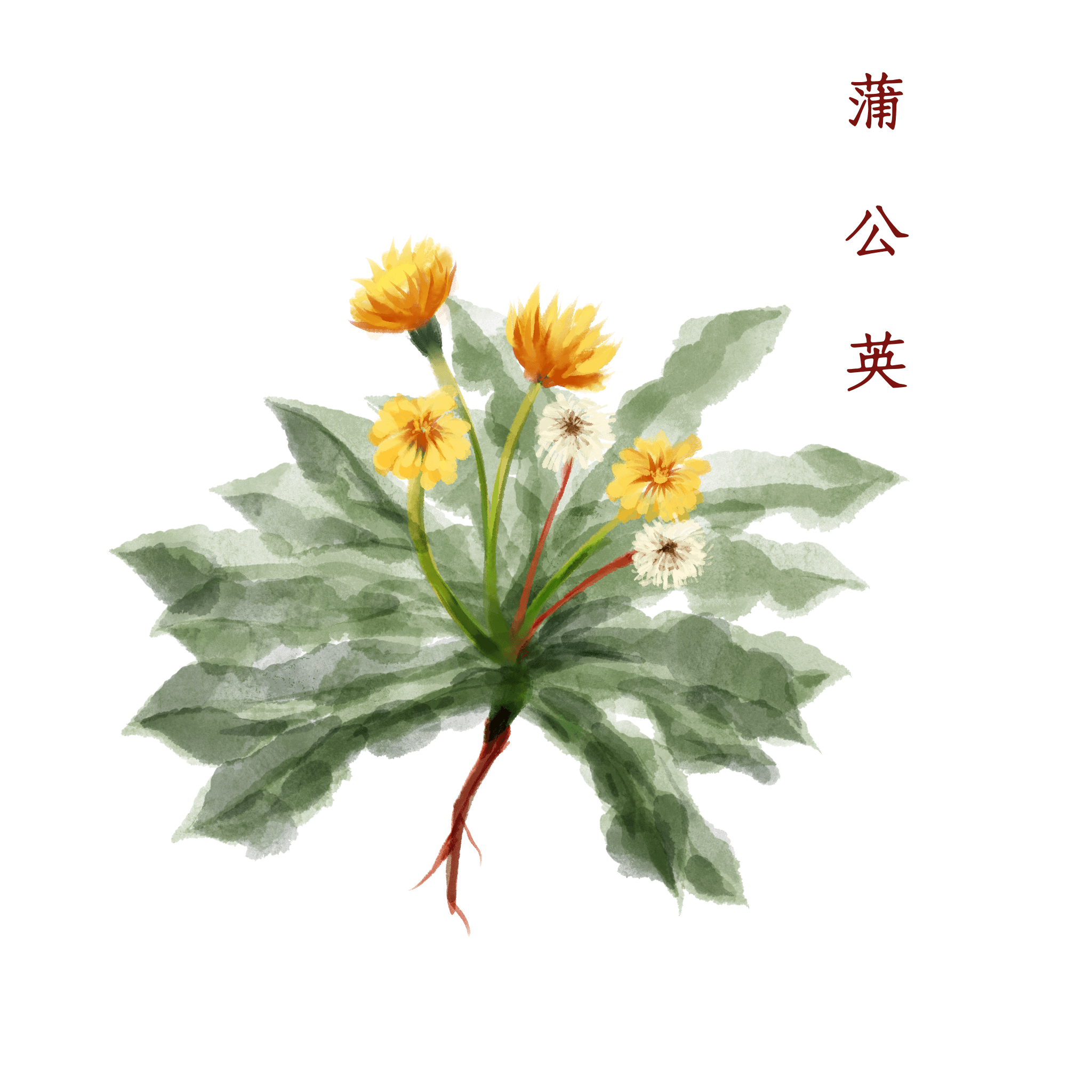 它是初春“抗炎菜”，保肝抗癌，還能美容養(yǎng)顏